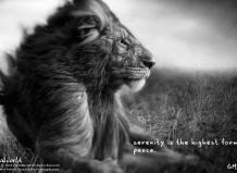 Serenity - HQ