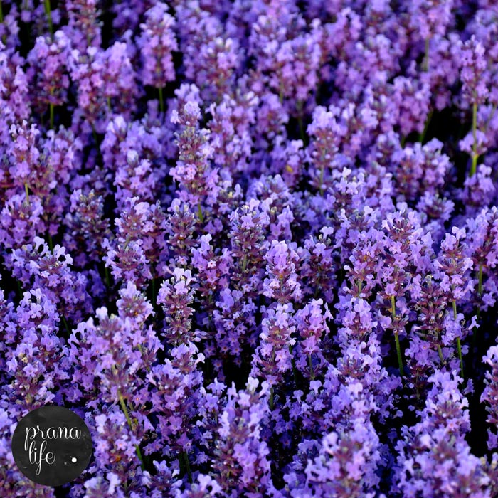 Lavender Incense 002